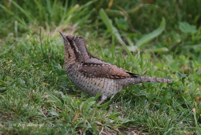 Wryneck