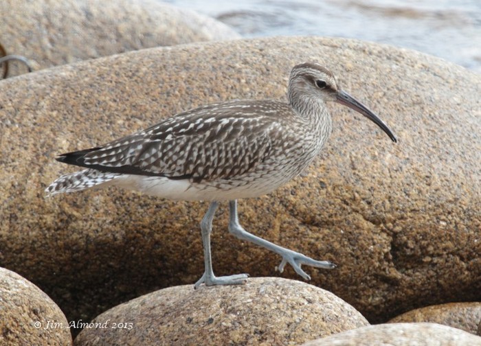 Whimbrel