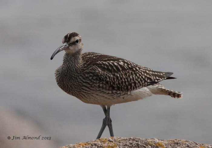 Whimbrel