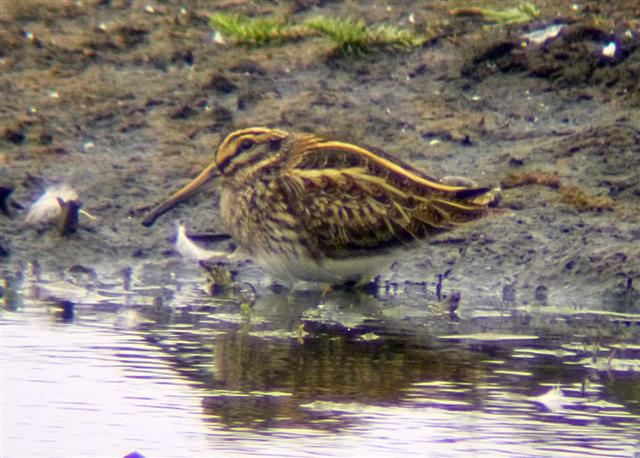 Jack Snipe