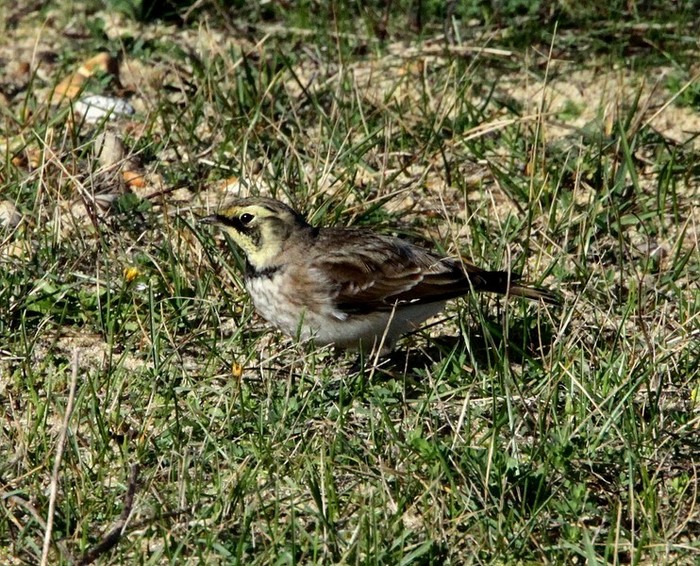 Shorelark