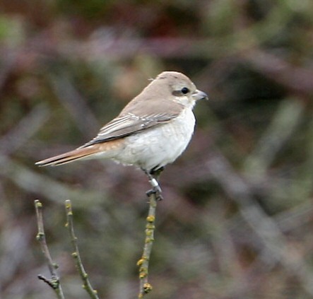 Turkestan Shrike
