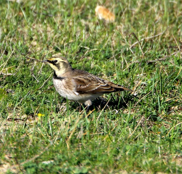 Shorelark
