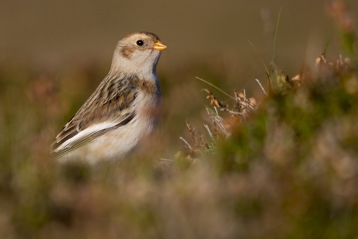 Snow Bunting