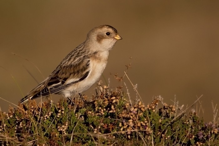 Snow Bunting