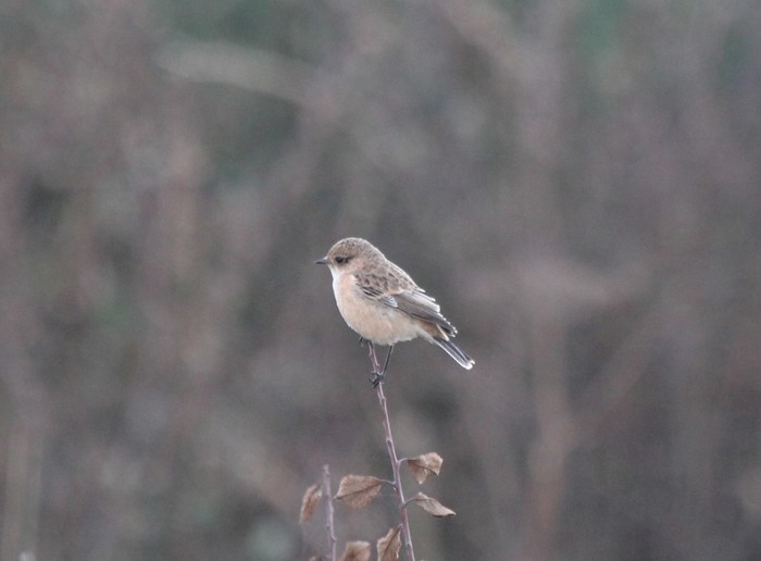 Siberian Stonechat