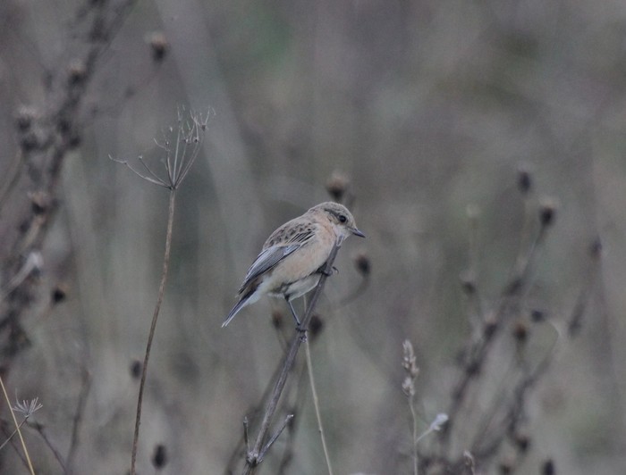 Siberian Stonechat