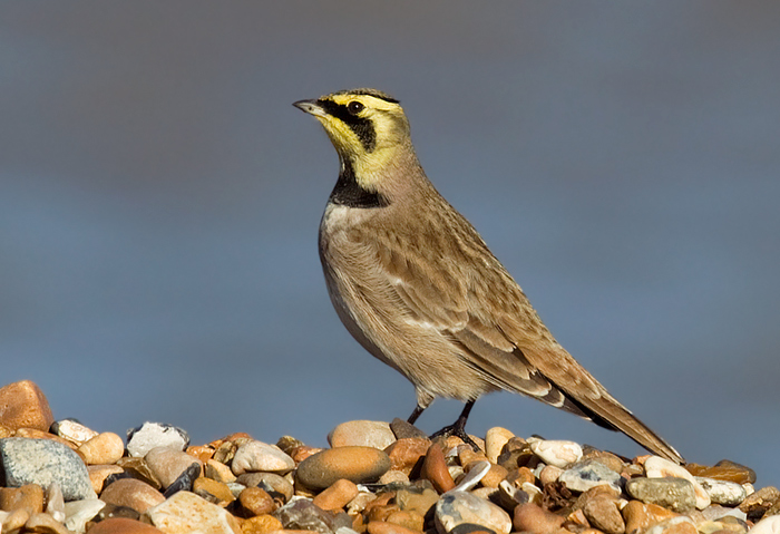 Shorelark