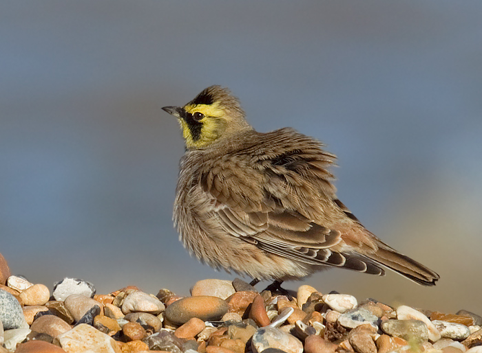 Shorelark