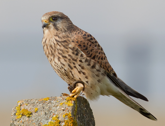Kestrel