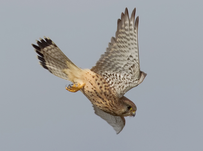 Kestrel