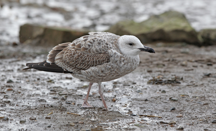 Caspian Gull
