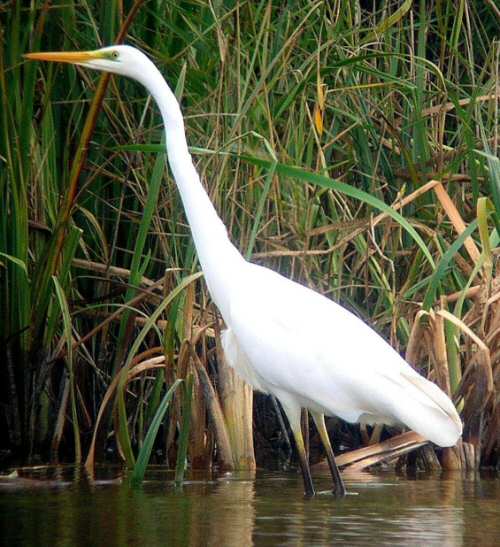 Great White Egret