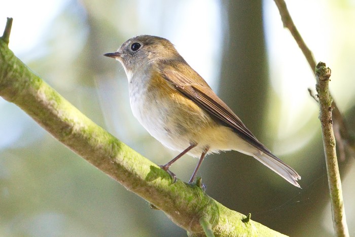 Red-flanked Bluetail