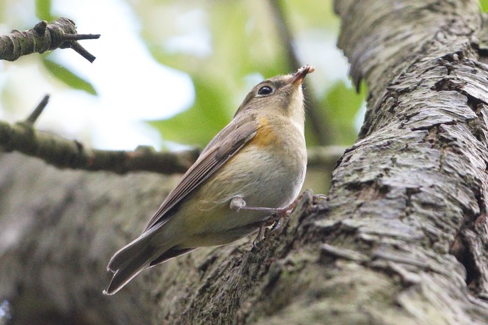 Red-flanked Bluetail