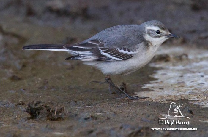 Citrine Wagtail