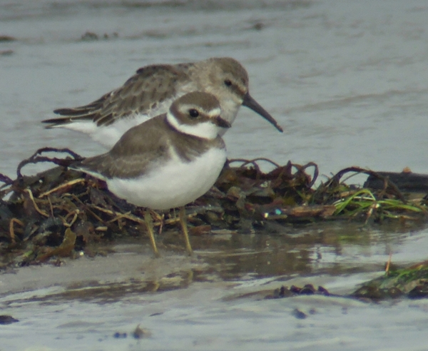 Semipalmated Plover