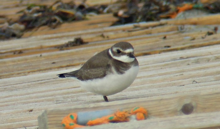 Semipalmated Plover