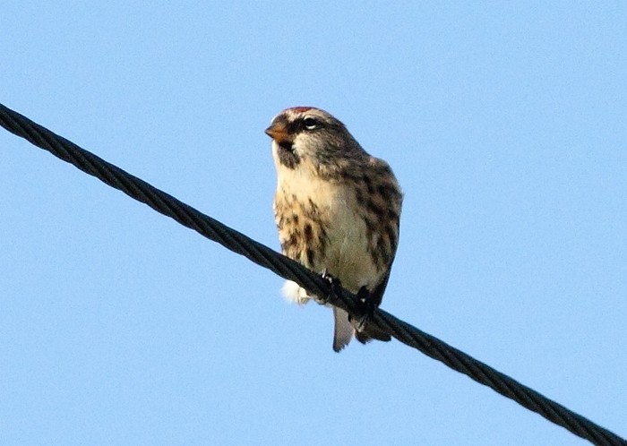 Greenland Redpoll