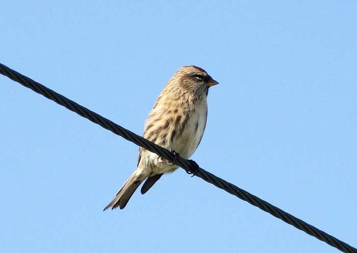 Greenland Redpoll