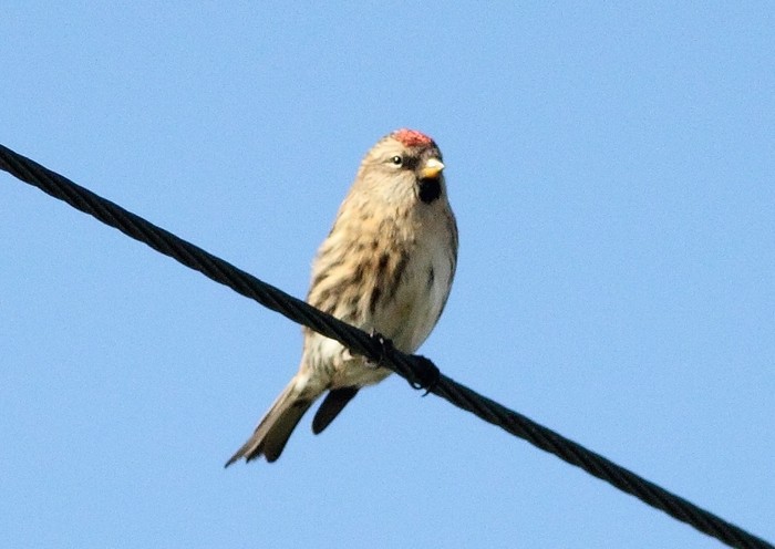 Greenland Redpoll