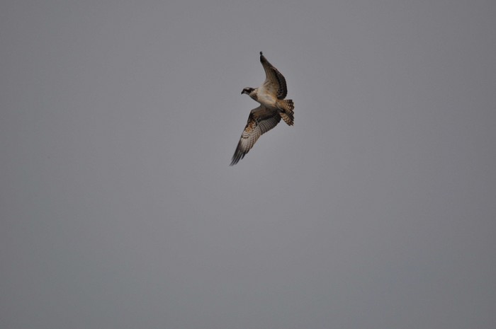 Osprey