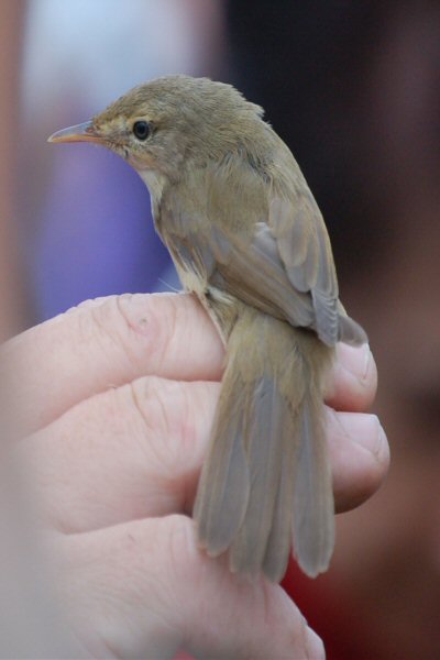 Blyth's Reed Warbler