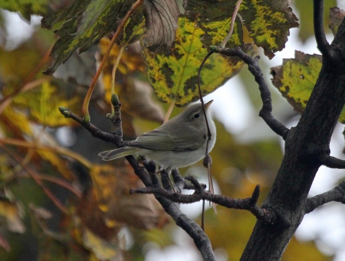 Western Bonelli's Warbler