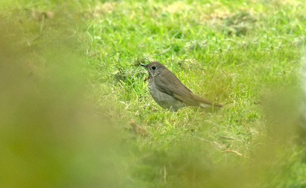 Grey-cheeked Thrush