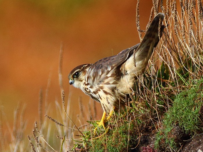 Merlin