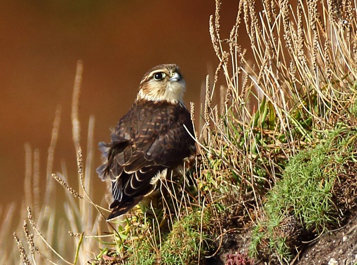 Merlin