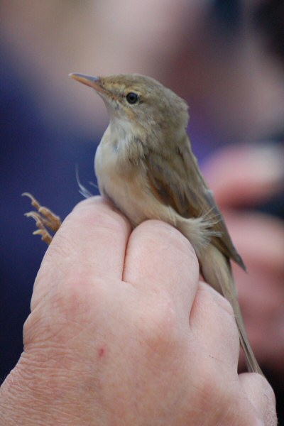 Blyth's Reed Warbler