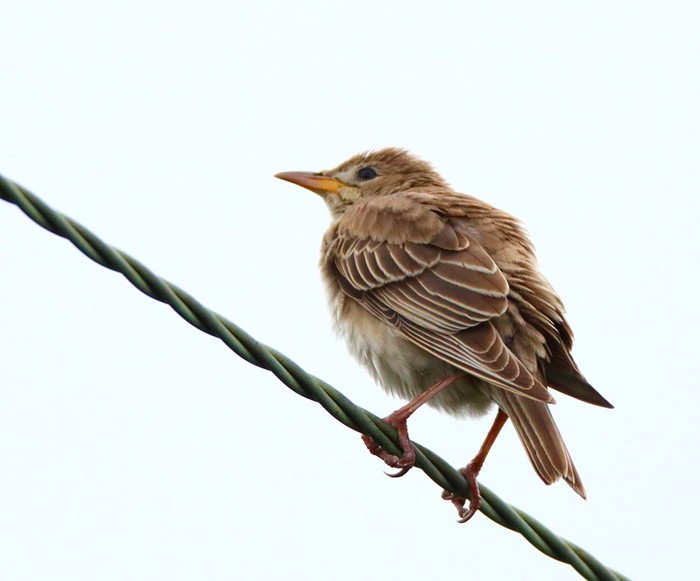 Rose-coloured Starling