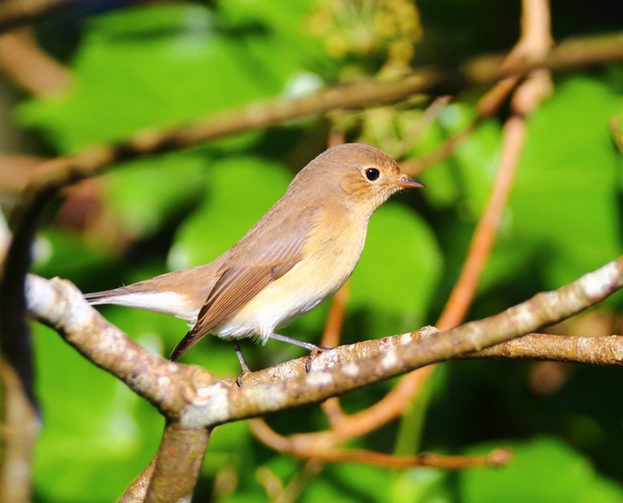 Red-breasted Flycatcher