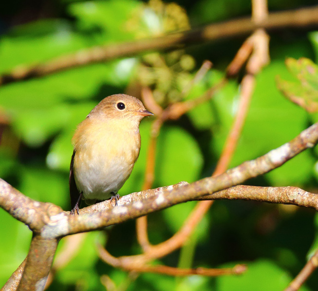 Red-breasted Flycatcher