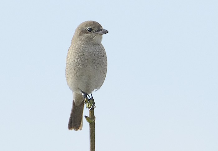 Daurian Shrike