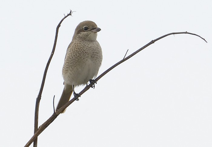Daurian Shrike
