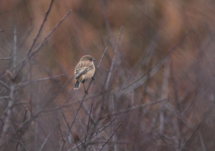 Siberian Stonechat