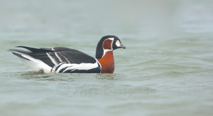 Red-breasted Goose