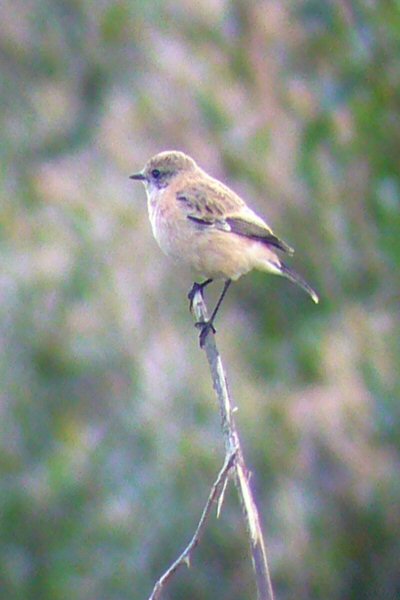 Siberian Stonechat