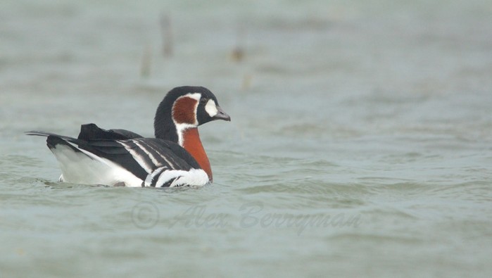 Red-breasted Goose