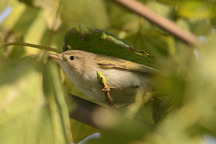 Western Bonelli's Warbler