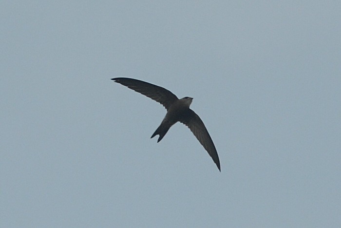 Pallid Swift