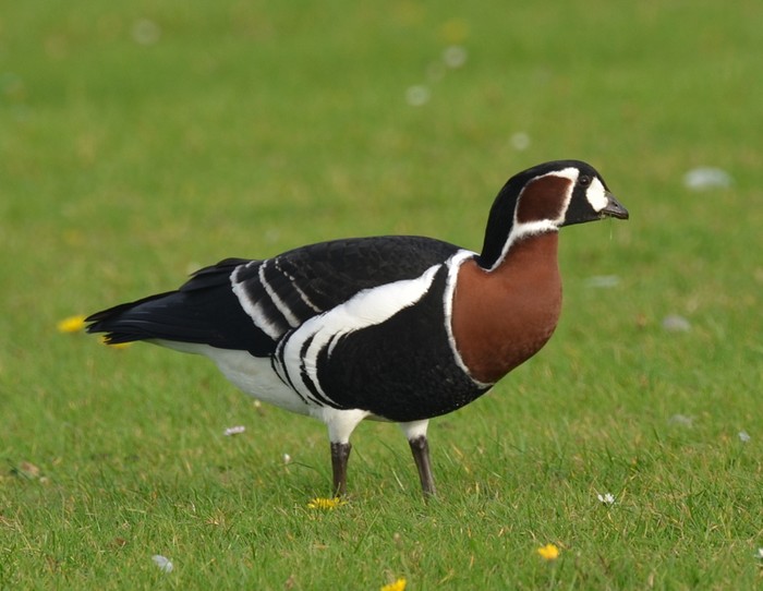Red-breasted Goose