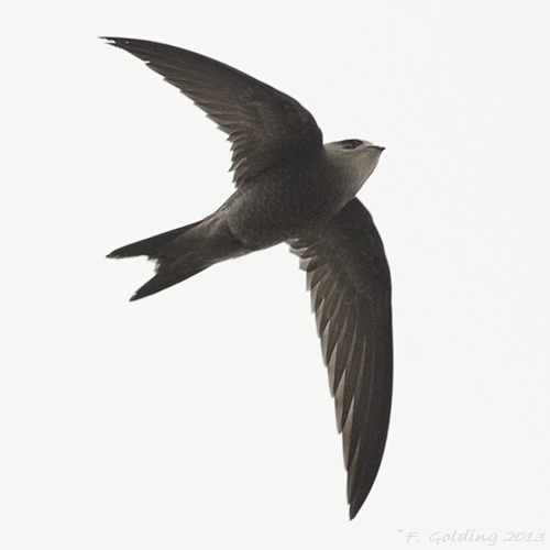 Pallid Swift