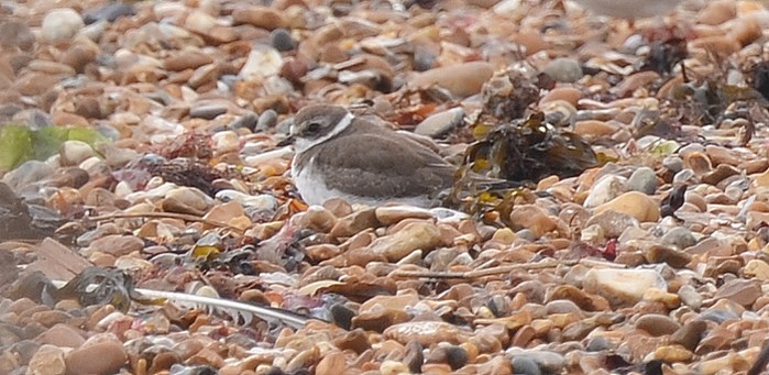 Semipalmated Plover