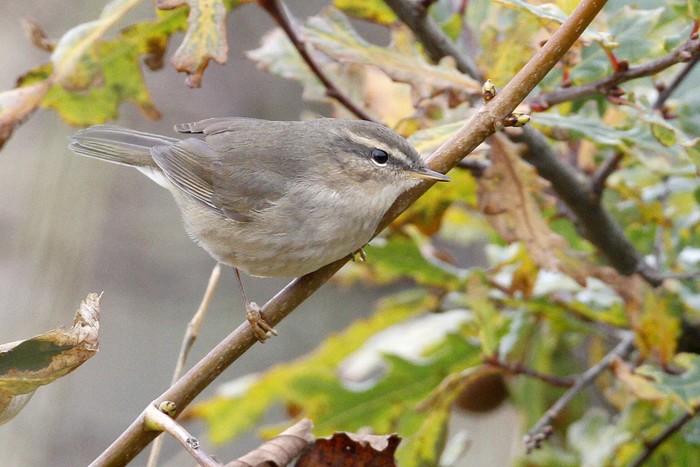Dusky Warbler