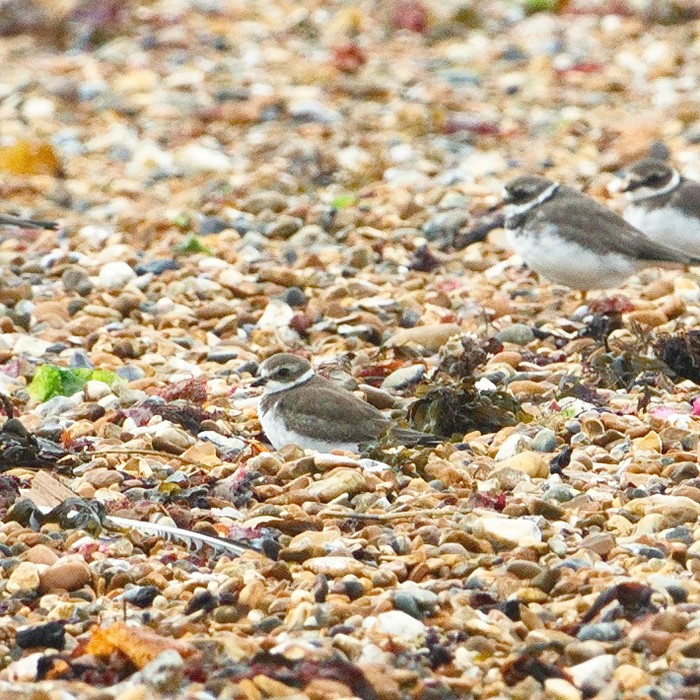 Semipalmated Plover