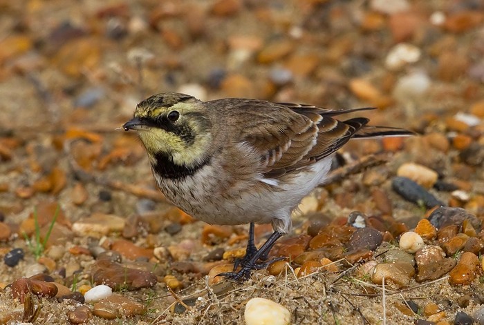 Shorelark