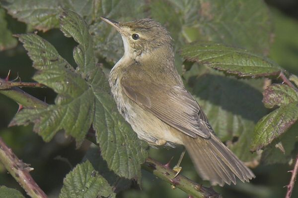 Blyth's Reed Warbler